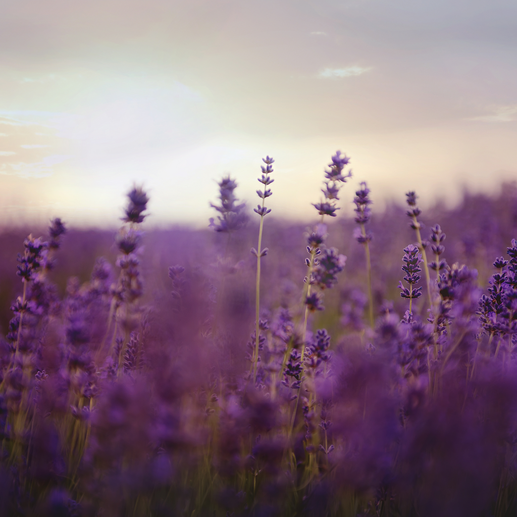 Organic Lavender Aromatic Balm